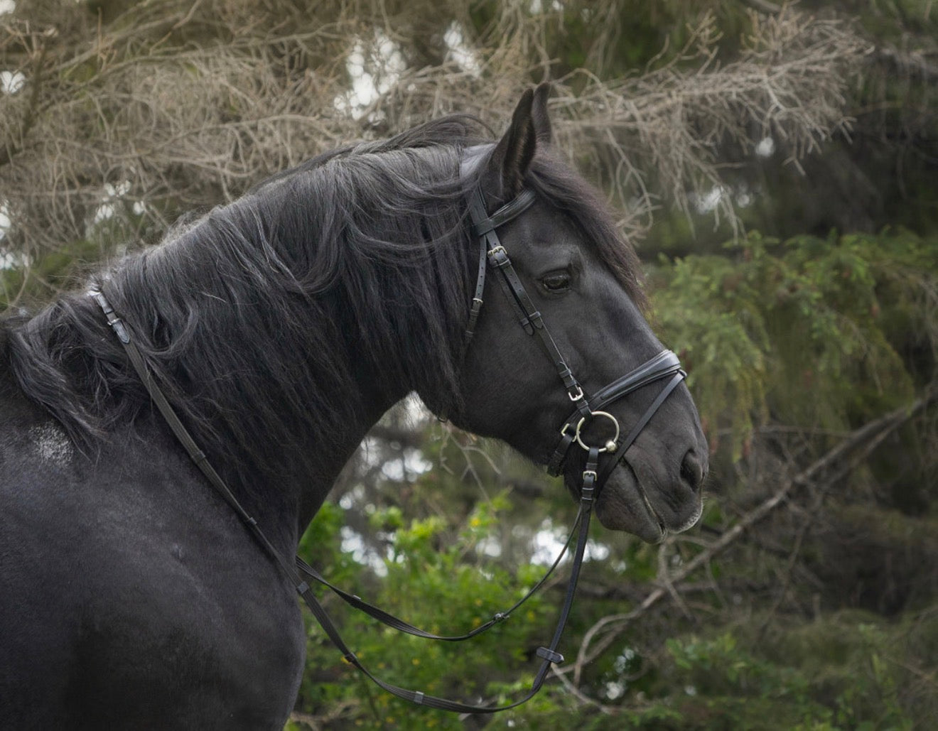 Ergonomic Padded Bridle