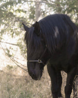 Leather Halter- Brass Fittings