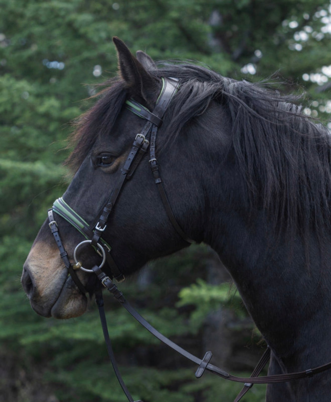 Ergonomic Padded Bridle