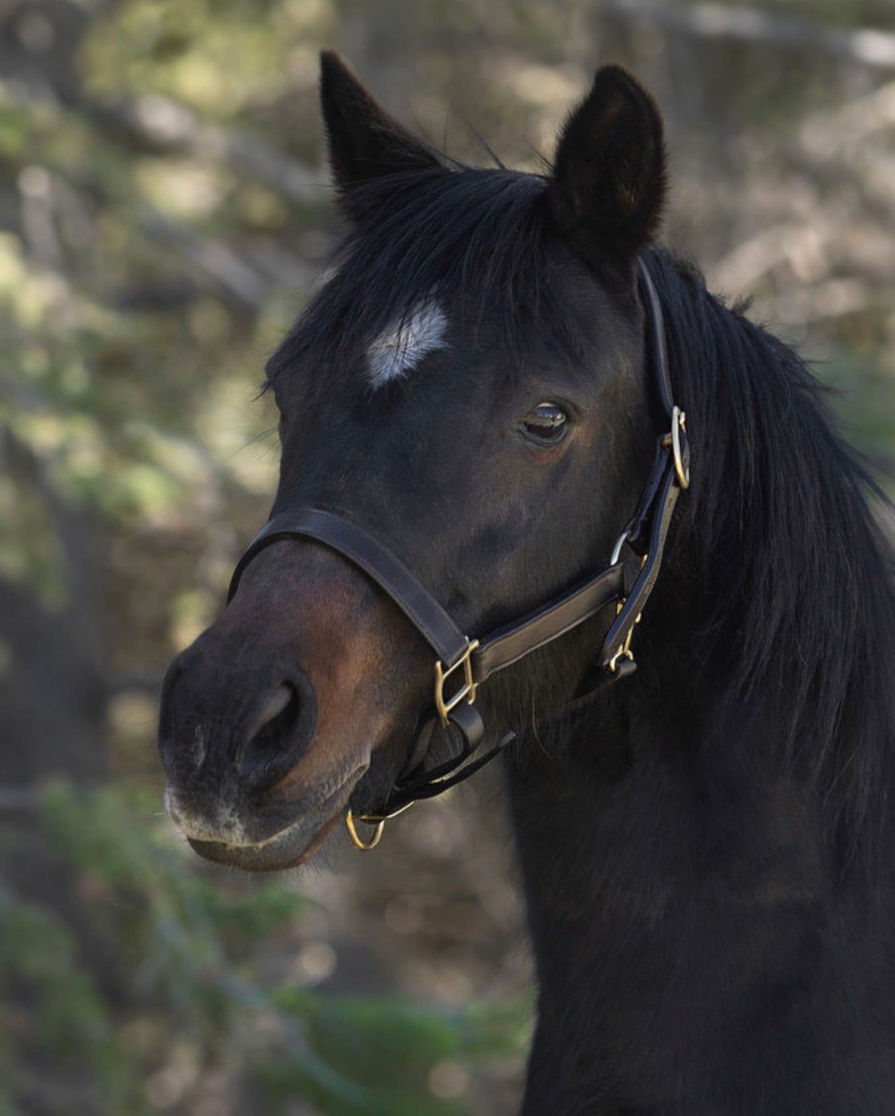 Leather Halter- Brass Fittings